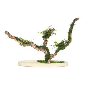 planta ornamental estabilizada