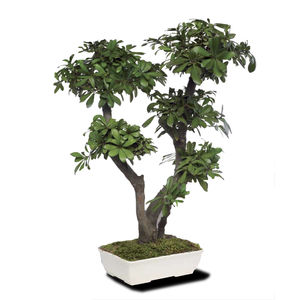 planta ornamental estabilizada