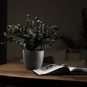 planta ornamental estabilizada