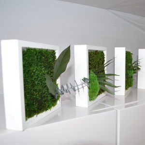 marco vegetal estabilizado