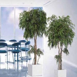 planta ornamental estabilizada