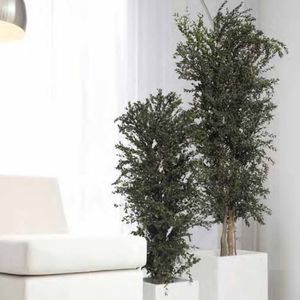 planta ornamental estabilizada