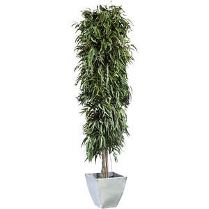planta ornamental estabilizada