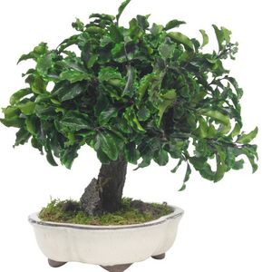 planta ornamental estabilizada