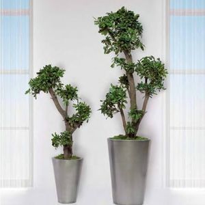 planta ornamental estabilizada