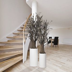 planta ornamental estabilizada