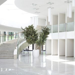 planta ornamental estabilizada