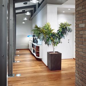 planta ornamental estabilizada