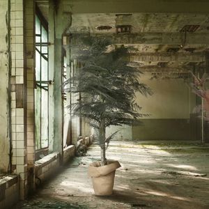 planta ornamental estabilizada