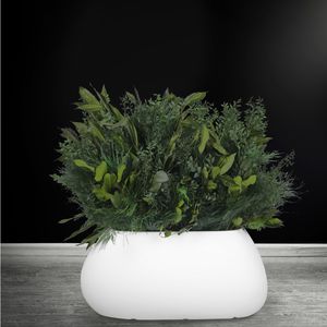 planta ornamental estabilizada