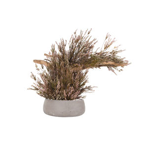 planta ornamental estabilizada