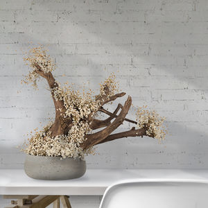 planta ornamental estabilizada