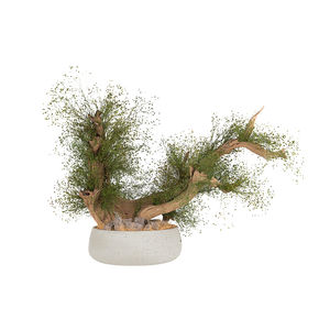 planta ornamental estabilizada