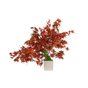 planta ornamental estabilizada