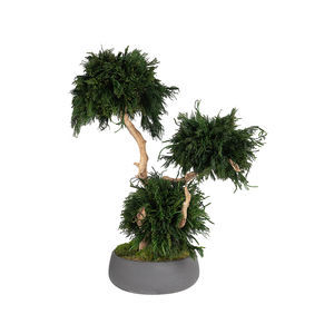 planta ornamental estabilizada