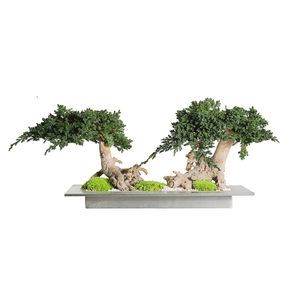 planta ornamental estabilizada