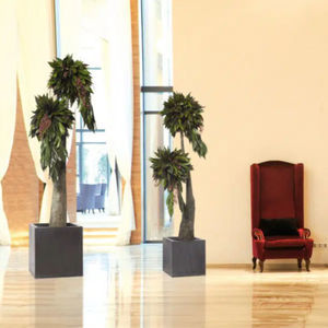 planta ornamental estabilizada