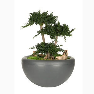 planta ornamental estabilizada