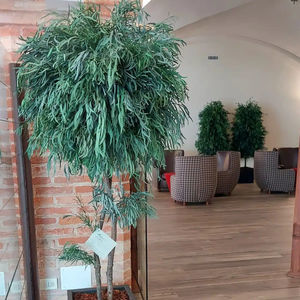 planta ornamental estabilizada