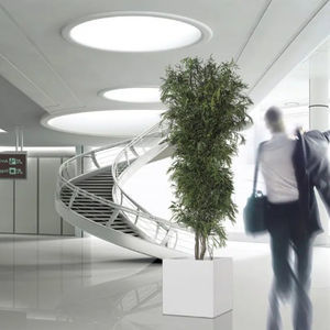 planta ornamental estabilizada