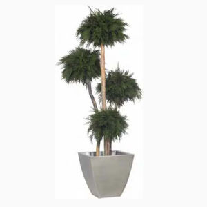 planta ornamental estabilizada