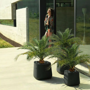 planta ornamental estabilizada