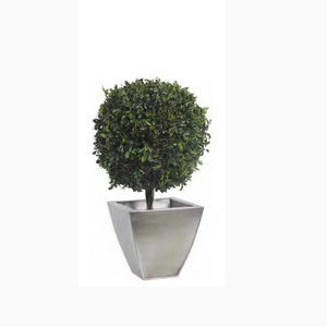 planta ornamental estabilizada