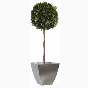 planta ornamental estabilizada