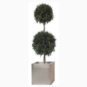 planta ornamental estabilizada