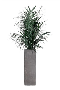 planta ornamental estabilizada