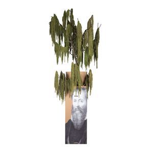 planta ornamental estabilizada