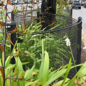 muro vegetal de plantas naturales