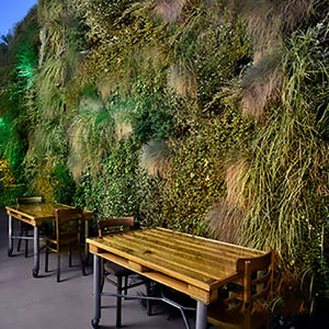 muro vegetal de plantas naturales
