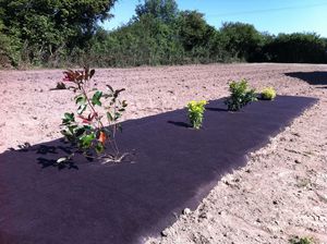 recubrimiento para horticultura biodegradable