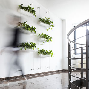 muro vegetal de plantas naturales