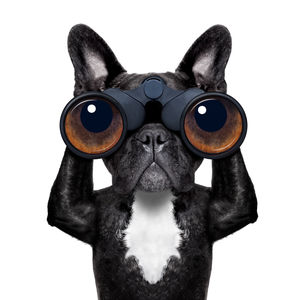 pintura con motivos animales
