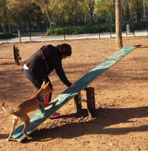 recorrido de obstáculos agility