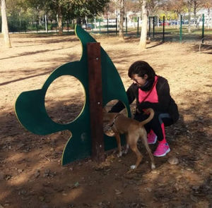 recorrido de obstáculos agility