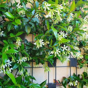 tutor para plantas de acero galvanizado