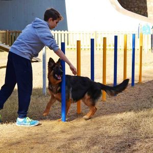 recorrido de obstáculos agility