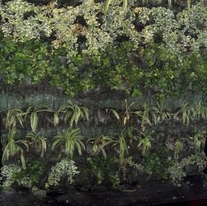 muro vegetal de plantas naturales