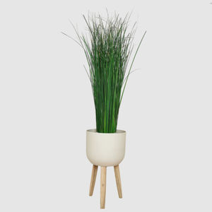 planta ornamental estabilizada