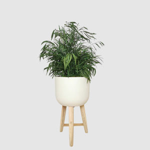 planta ornamental estabilizada