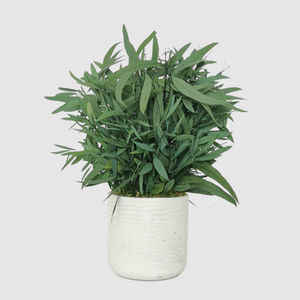 planta ornamental estabilizada