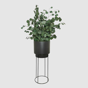 planta ornamental estabilizada