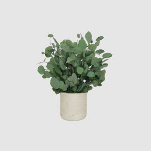 planta ornamental estabilizada