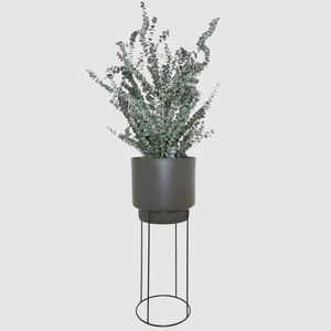 planta ornamental estabilizada