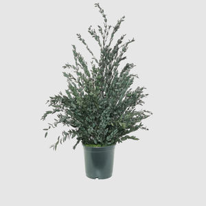 planta ornamental estabilizada
