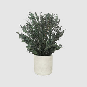 planta ornamental estabilizada