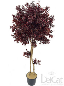 planta ornamental estabilizada